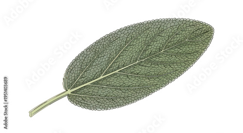 Sage Leaf Illustration - Fresh Green Herb Isolated on White Background