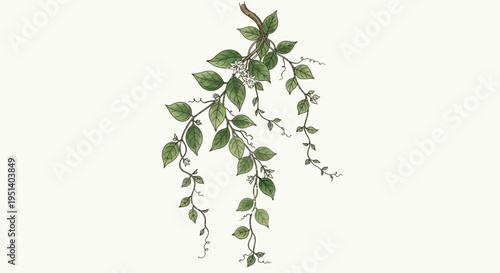 Elegant Green Vine with Delicate Leaves and Twigs on White Background