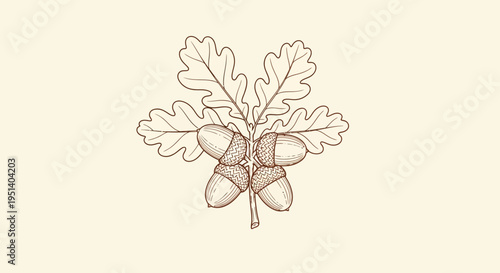 Oak Leaves and Acorns Botanical Illustration - Hand Drawn Style