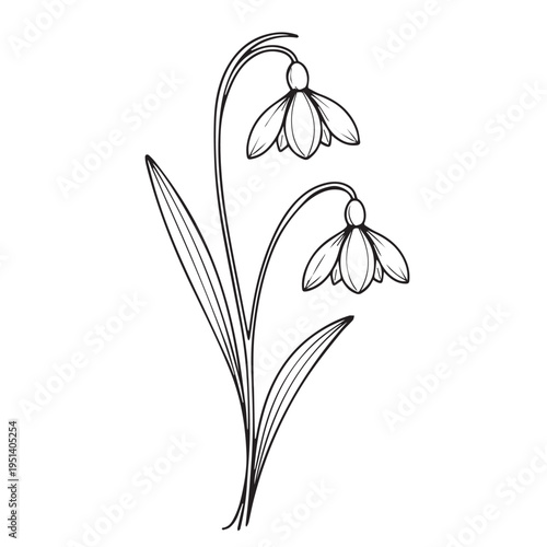Snowdrop flower doodle with stem and leaves sketch of the first spring bloom line art snowdrop drawing printed design for tshirt