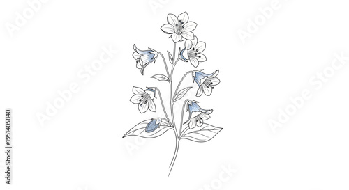 Delicate Blue Bell Flowers Stem Sketch Watercolor Isolated