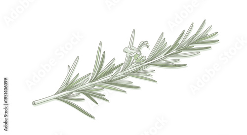 Fresh Rosemary Sprig Illustration - Herb Plant Leaf Drawing