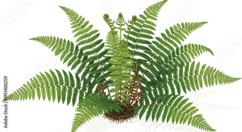 Green Fern Fronds Unfurling with New Growth and Old Stems on White Background