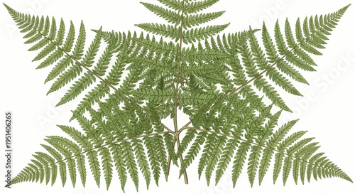 Symmetrical Green Fern Fronds Arranged in Starburst Pattern on White Background