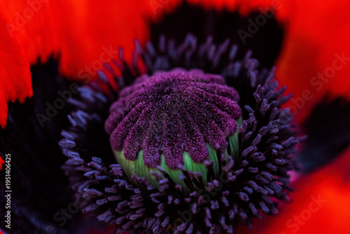 Mohnblume mit Bokeh Close Up