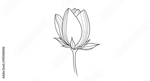 Hand-drawn sketch of a blooming cotton flower bud with delicate petals and leaves