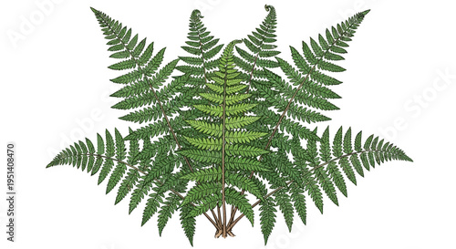 Green Fern Fronds Arranged in Symmetrical Pattern