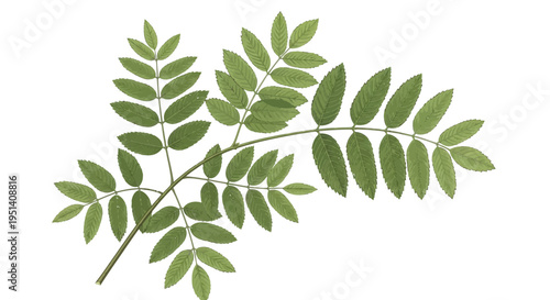 Green Rowan Tree Leaf Branch Isolated on White Background