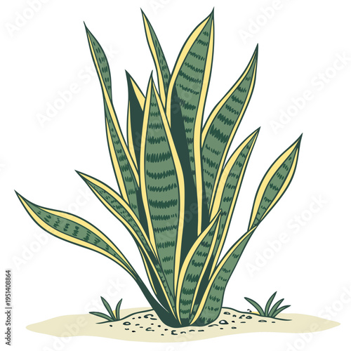 Snake Plant