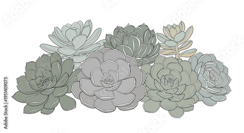 Group of Succulent Plants Illustration, Botanical Line Art, Pastel Green Tones