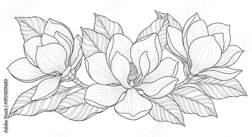Elegant Magnolia Flowers and Leaves Sketch - Botanical Illustration