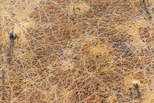An aerial of animal tracks and paths on the ground and in the middle of dry vegetation in Okavango delta, Botswana