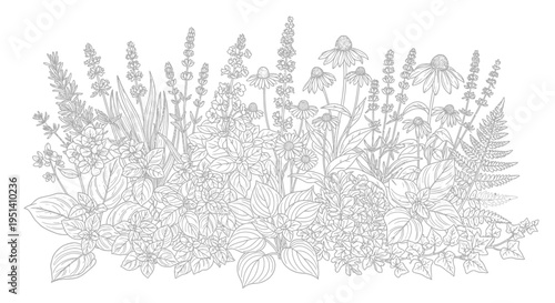 Botanical Garden Line Art Illustration: Diverse Plants and Flowers Sketch