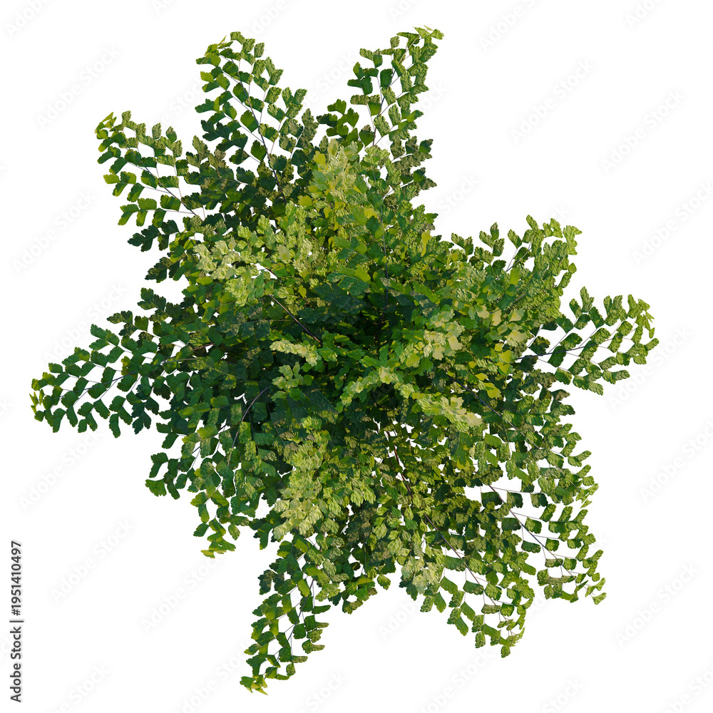 Fototapeta premium Adiantum aethiopicum tree plan, top view, cutout, transparent background, isolate, Delicate fern plant with intricate leaves, a captivating symbol of nature's beauty and growth.