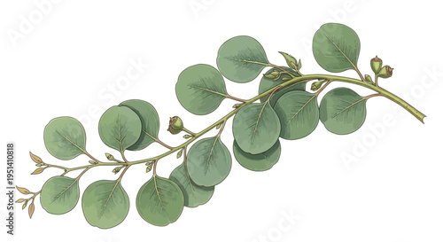 Eucalyptus Branch with Round Leaves and Buds on White Background