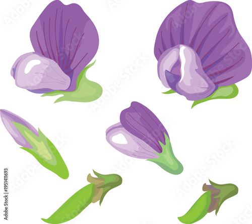 Set of purple pea flowers and green unripe pods isolated on white