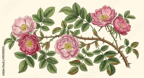 Vintage Wild Rose Branch with Pink and Red Blossoms