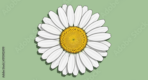 Beautiful Daisy Flower with Yellow Center on Sage Green Background