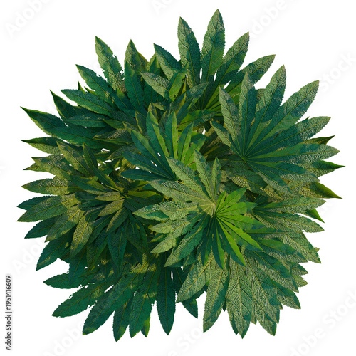 Vászonkép Fatsia japonica tree plan, top view, cutout, transparent background, isolate, De