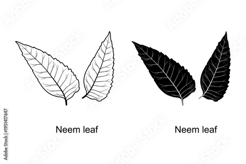 Neem leaf icon, Medicinal neem leaves Azadirachta indica ,Siamese neem leaves, isolated on white background, for web and app. Flat vector illustration
