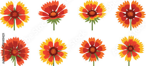 Gaillardia flower vector collection with stems. Bright red, orange and yellow blanket blooms in multiple styles. Botanical illustration for summer gardens and floral design.