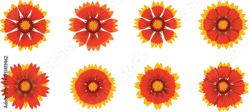 Gaillardia flower vector set. Bright red, orange and yellow blanket blooms in different styles. Botanical illustration for summer gardens, nature themes, and floral design.