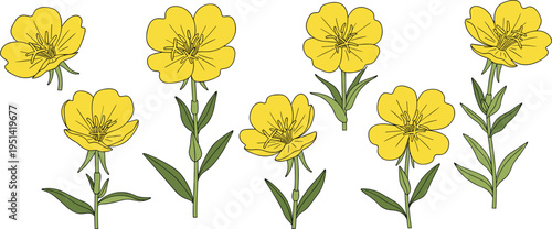 Evening primrose flower vector set. Yellow blossoms with stems and leaves in multiple variations. Botanical illustration for herbal plants, nature themes, and floral design.