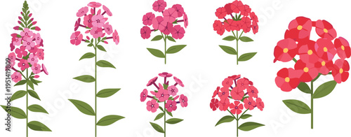 Phlox flower collection set. Pink and red blooming clusters in various shapes. Garden ornamental plant, botanical floral vector illustration isolated.