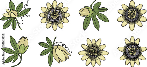 Passion flower collection set. Exotic detailed blossoms with buds and leaves. Botanical tropical plant elements, decorative floral vector illustration isolated.