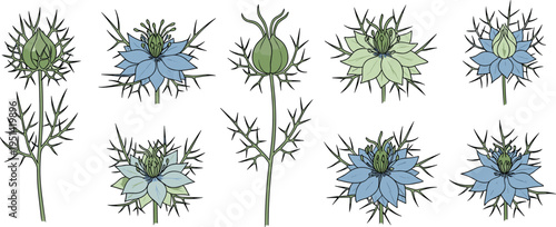 Nigella flower collection set. Delicate blue blossoms with spiky seed pods and fine leaves. Botanical garden plant, decorative floral vector illustration isolated.