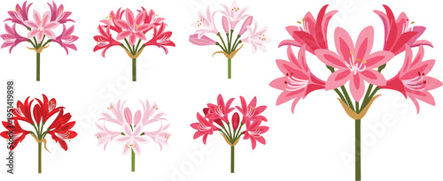 Nerine flower heads collection set. Elegant pink and red blossoms in various styles. Botanical floral elements, decorative garden vector illustration isolated.