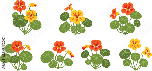 Nasturtium flower set collection. Bright orange and yellow blossoms with round leaves in different arrangements. Botanical garden plant, decorative floral vector illustration.