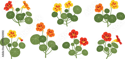 Nasturtium flower collection set. Bright orange and yellow blossoms with round leaves in various arrangements. Botanical garden plant, decorative floral vector illustration.