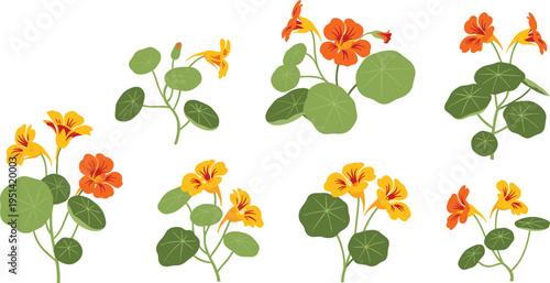 Nasturtium flower set collection. Bright orange and yellow blossoms with round leaves. Botanical garden plant, decorative floral vector illustration isolated.