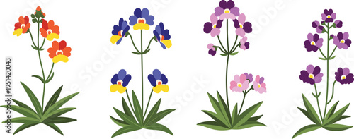 Nemesia flower varieties set. Colorful blossoms in mixed shades on leafy stems. Garden ornamental plants, botanical floral vector illustration isolated.