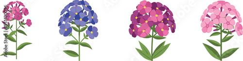Phlox flower cluster collection. Colorful blooming heads in pink, purple and blue shades. Garden ornamental plant, botanical vector illustration isolated.