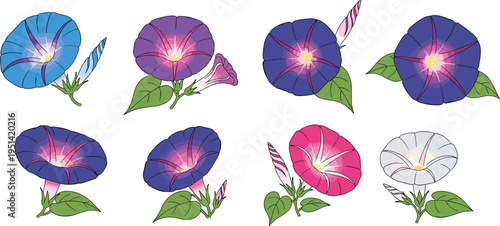 Morning glory flower collection set. Colorful trumpet blossoms with buds and green leaves. Botanical floral elements for garden vine, decorative vector illustration.