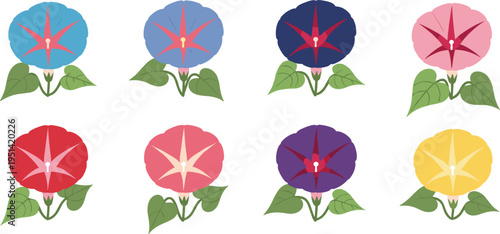 Morning glory flower set collection. Colorful trumpet shaped blossoms in various shades. Botanical floral elements with leaves, decorative vector illustration isolated.
