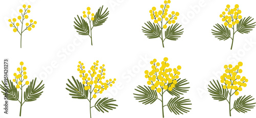 Mimosa flower set collection. Yellow fluffy blossoms with fern like leaves in various arrangements. Botanical spring floral elements, decorative vector illustration isolated.