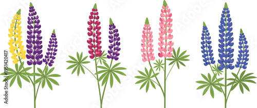 Lupine flower collection set. Colorful tall spikes in purple, pink, yellow and blue. Garden wildflowers with green leaves, botanical vector illustration.