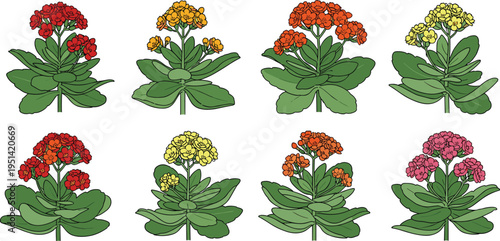 Kalanchoe flower vector set. Detailed succulent plants with dense clustered blooms and thick green leaves. Botanical floral collection for home decor, garden design, and nature themes.
