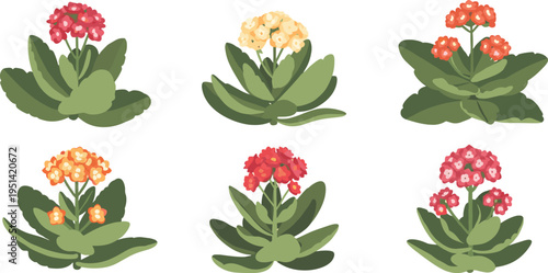 Kalanchoe flower vector set. Succulent plants with soft clustered blooms and thick green leaves. Botanical floral collection for home decor, garden design, and nature themes.