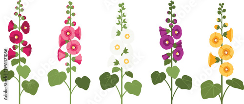 Billede på lærred Hollyhock botanical vector set