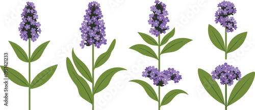 Heliotrope flower vector set. Purple clustered blooms with stems and green leaves in multiple variations. Botanical illustration for garden plants and floral design.