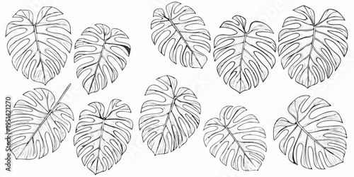 A collection of monstera leaves in a monochrome botanical illustration