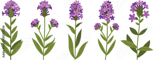 Heliotrope flower vector collection. Purple clustered blooms with stems and green leaves in various styles. Botanical illustration for garden plants and floral design.