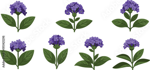 Heliotrope flower vector set. Purple clustered blooms with green leaves in multiple variations. Botanical illustration for garden plants, floral design, and nature graphics.