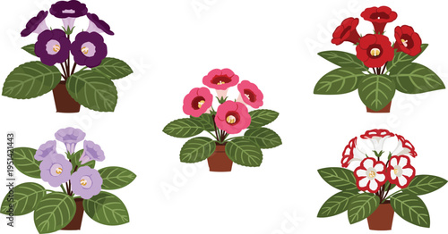 Gloxinia flower vector set in pots. Vibrant red, pink, purple and white blossoms with green leaves. Botanical illustration for houseplants, indoor decor, and floral design.