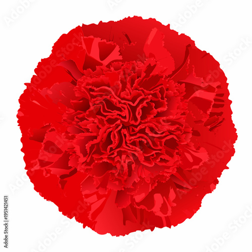 A vibrant fully bloomed red carnation flower isolated on white