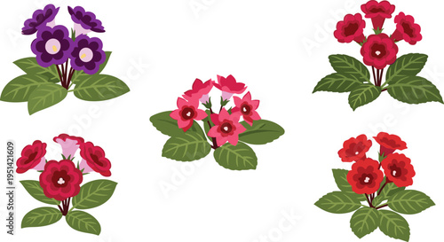 Gloxinia flower vector collection. Vibrant red, pink and purple blossoms with lush green leaves. Botanical illustration set for houseplants, floral design, and decorative graphics.